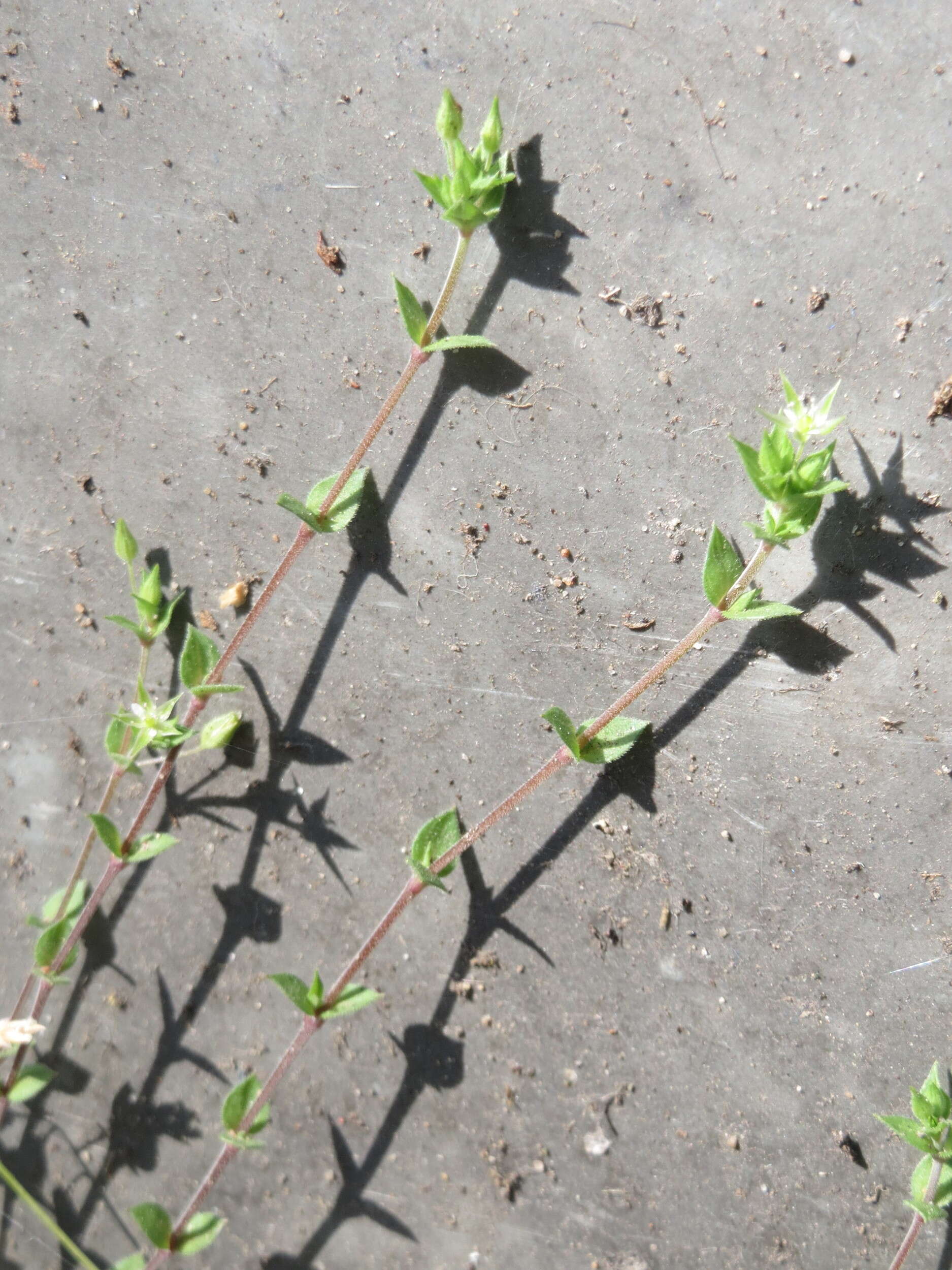 Image de sabline à feuilles de serpolet