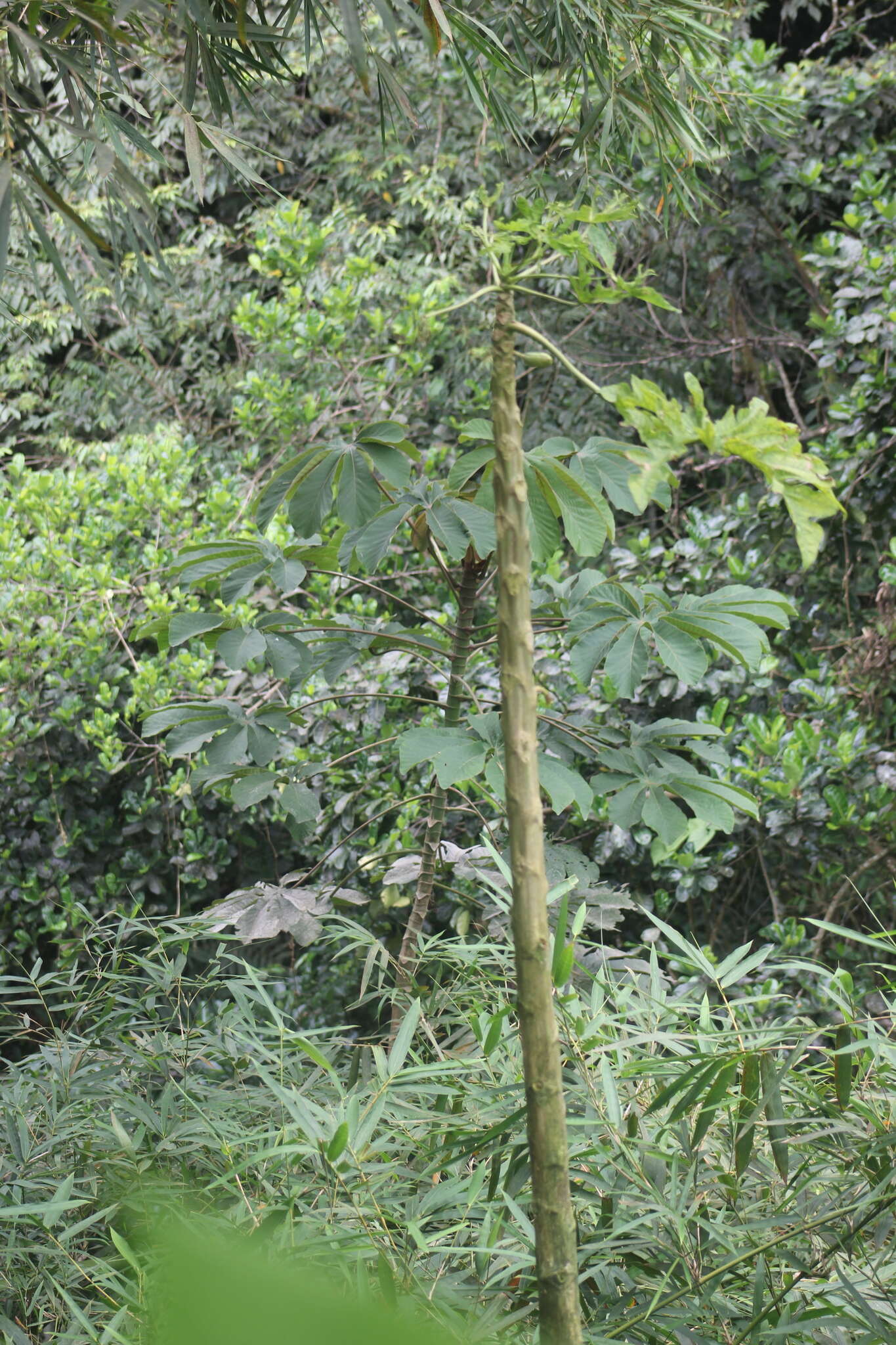 Слика од Cecropia palmata Willd.