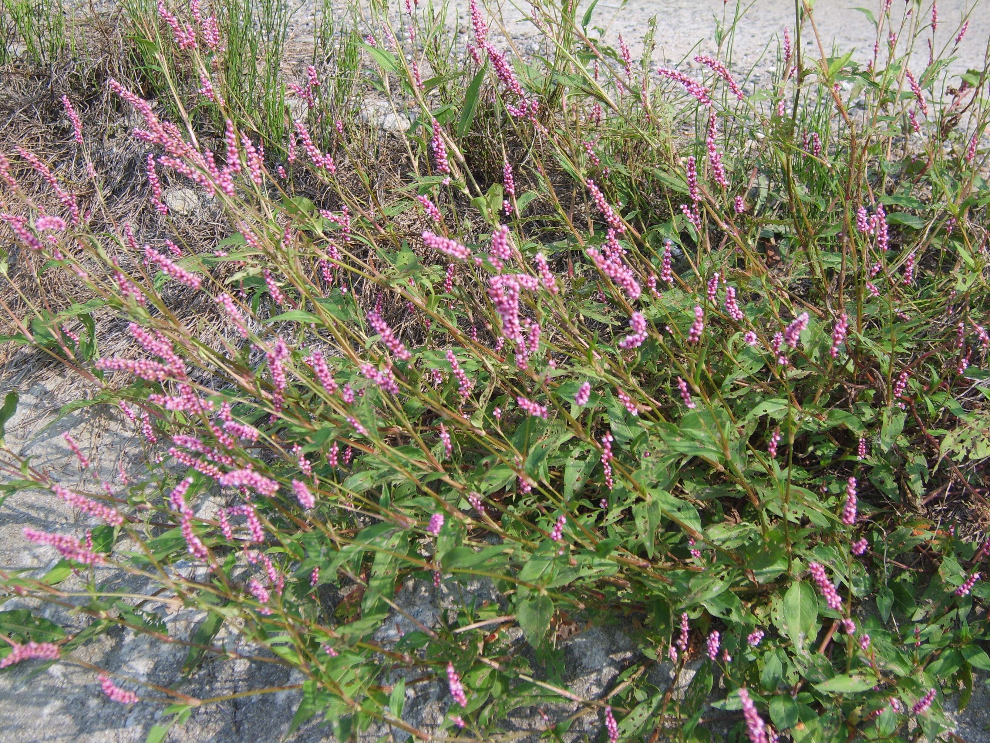 صورة Persicaria longiseta (De Bruyn) Kitagawa