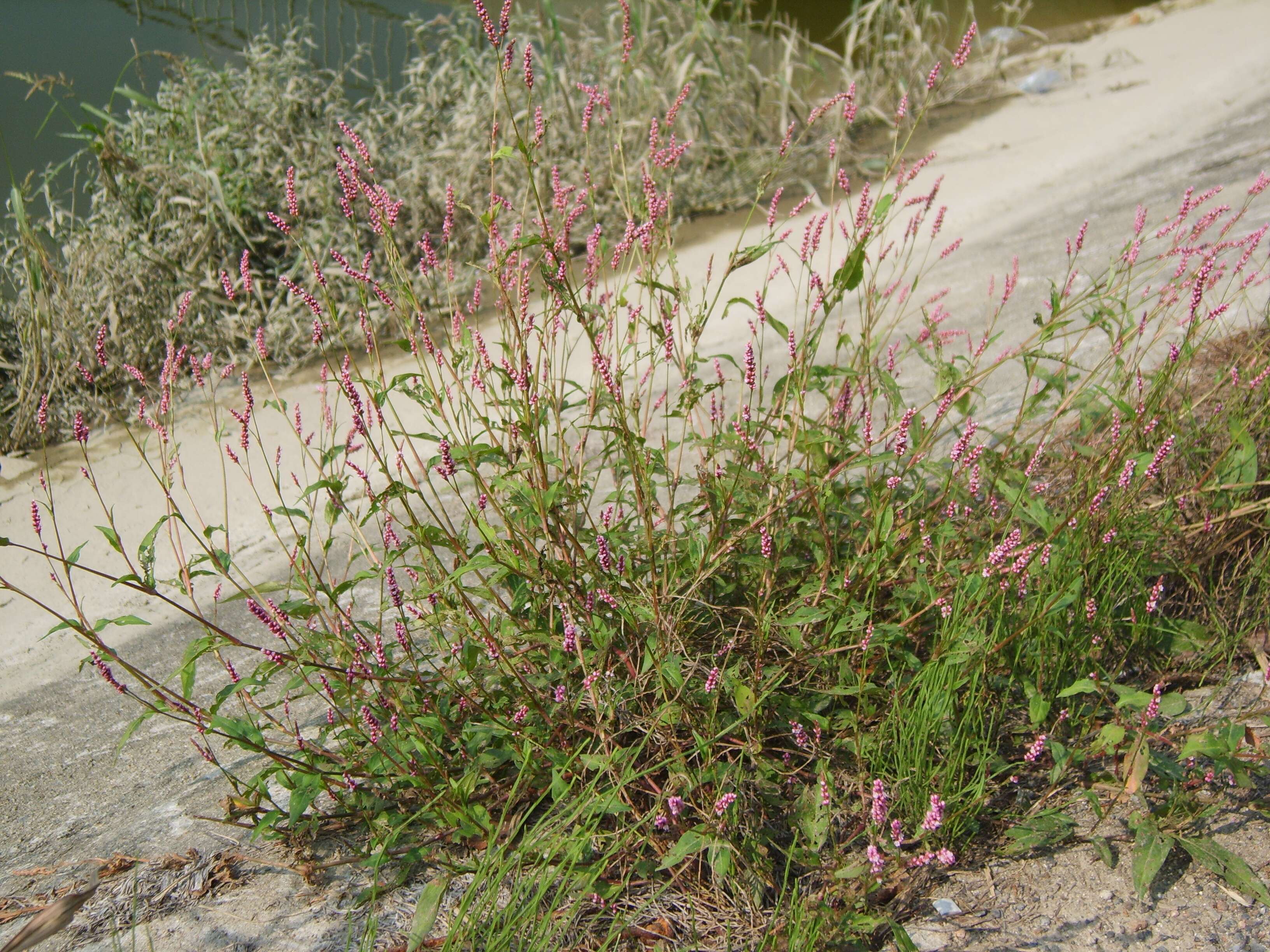 صورة Persicaria longiseta (De Bruyn) Kitagawa