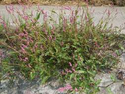 صورة Persicaria longiseta (De Bruyn) Kitagawa