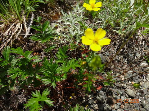 Image of Drummond's cinquefoil