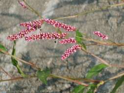 صورة Persicaria longiseta (De Bruyn) Kitagawa