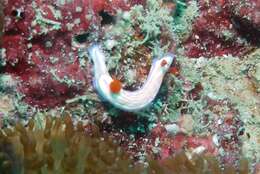 Image of Orange gilled purple lined white slug