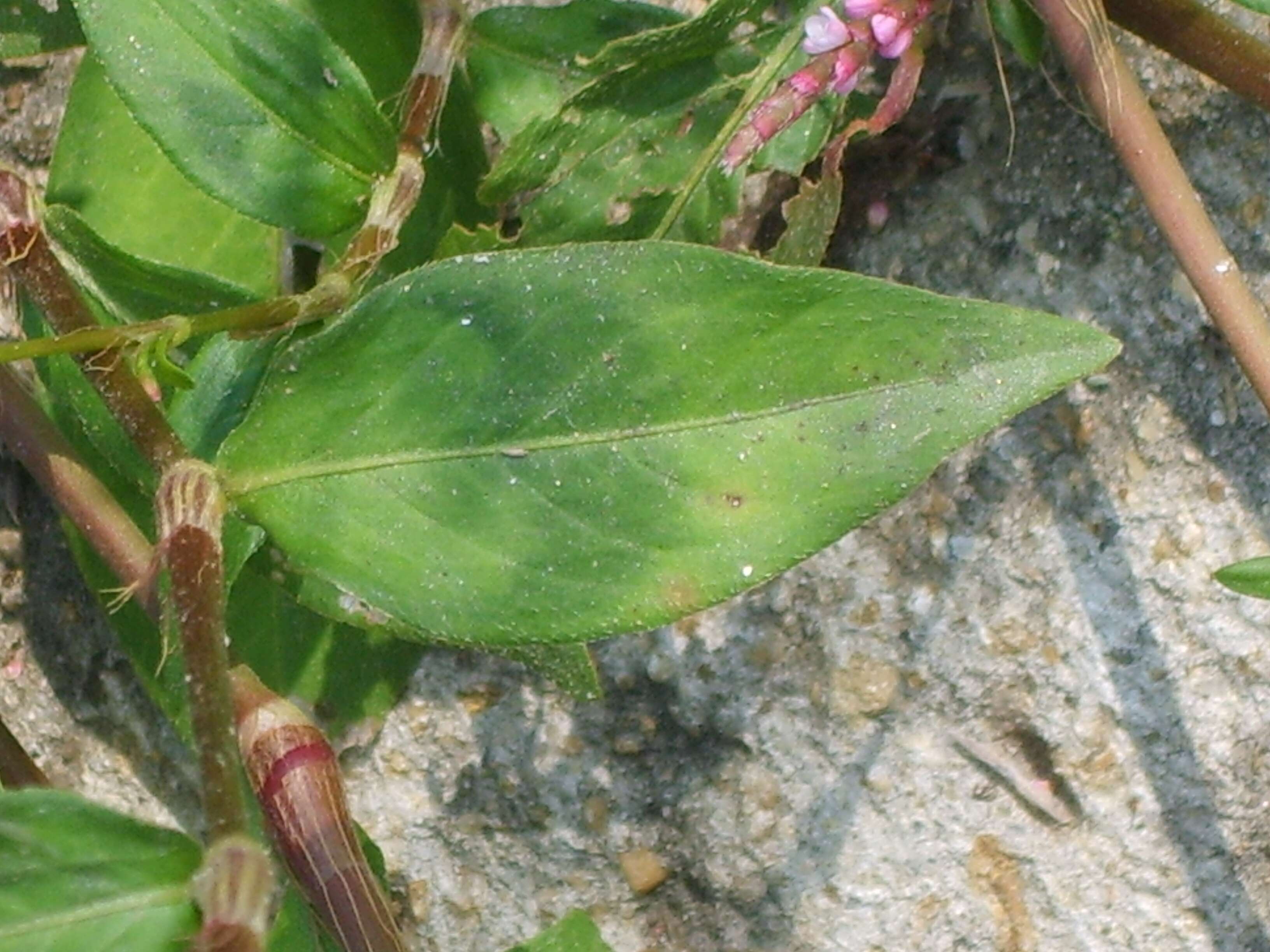 صورة Persicaria longiseta (De Bruyn) Kitagawa