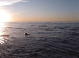 Image of Bottlenose Dolphin