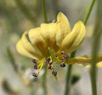 Image of fewleaf spiderflower
