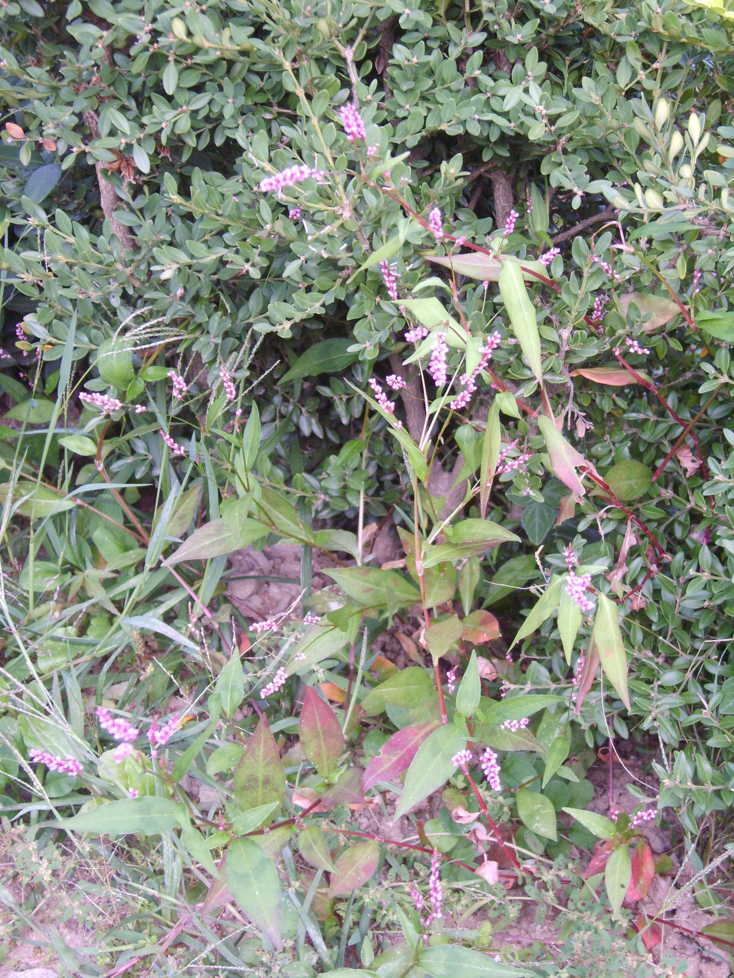 صورة Persicaria longiseta (De Bruyn) Kitagawa