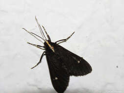 Image of Psilopleura pentheri Zerny 1912