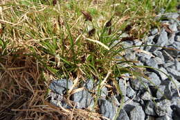 Image of black alpine sedge