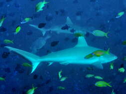 Image of Gray Reef Shark