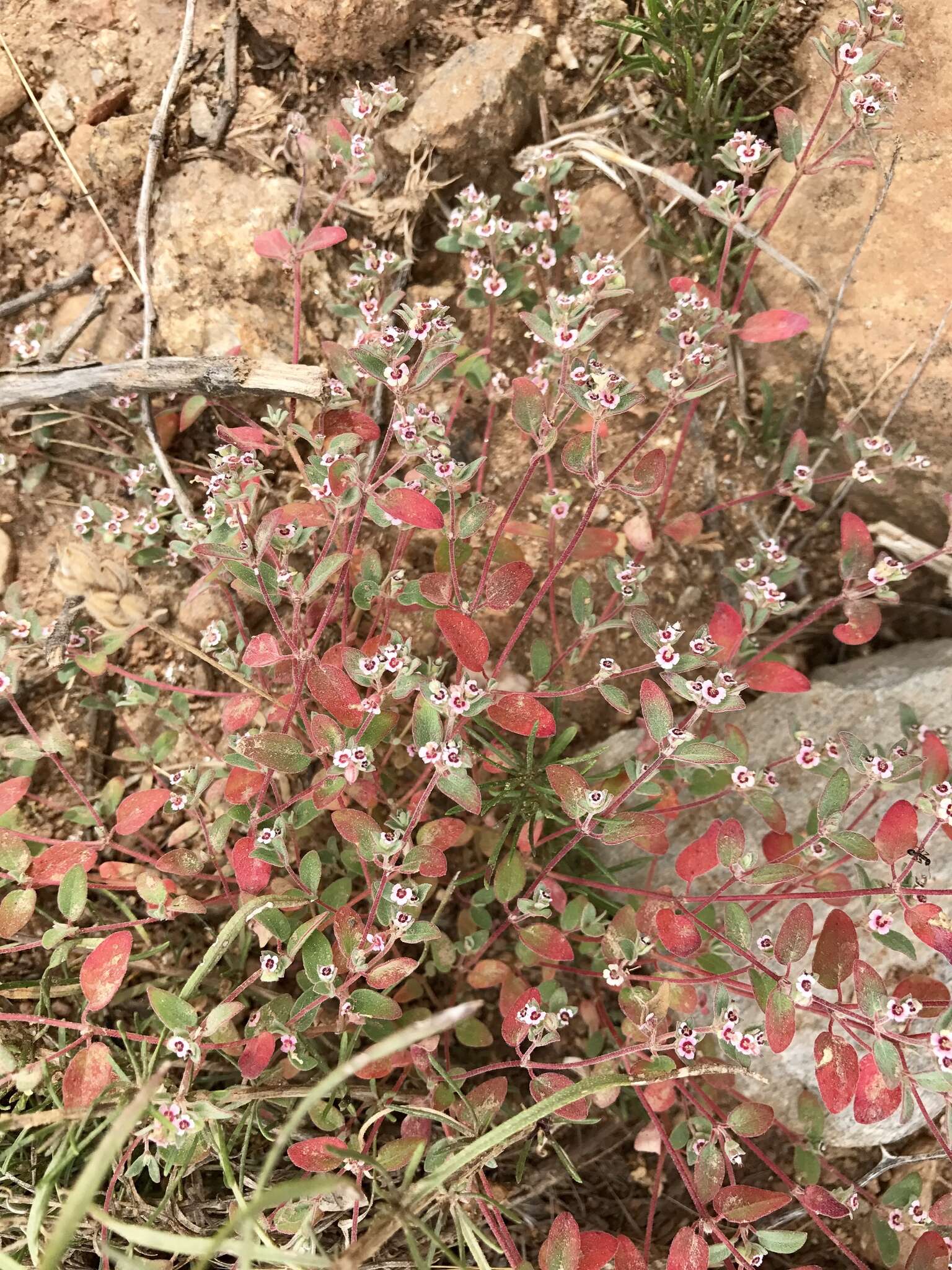 Imagem de Euphorbia melanadenia Torr. & A. Gray