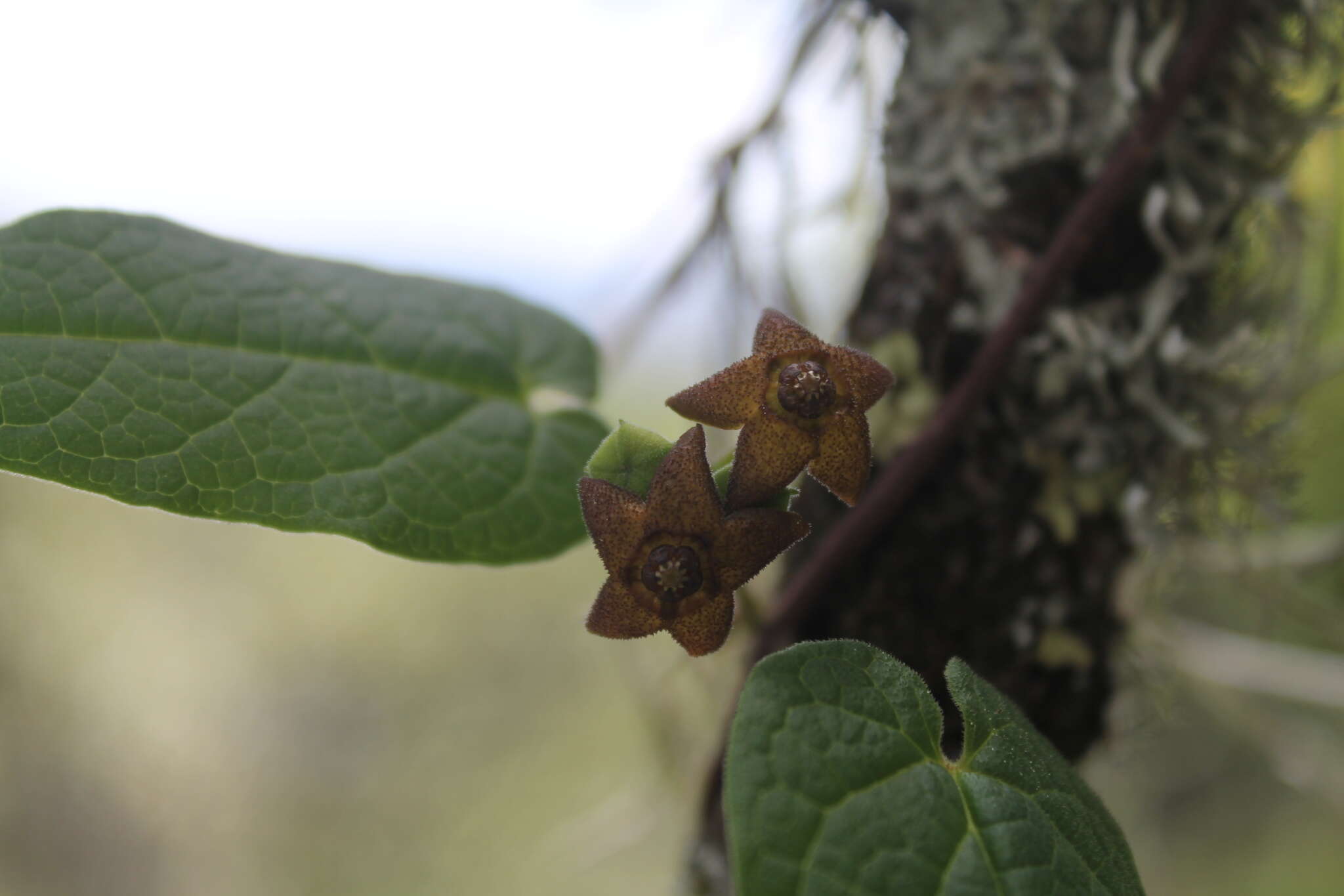 Image of Matelea tezcatlipocantha