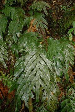 Слика од Austroblechnum colensoi (Hook. fil.) Gasper & V. A. O. Dittrich