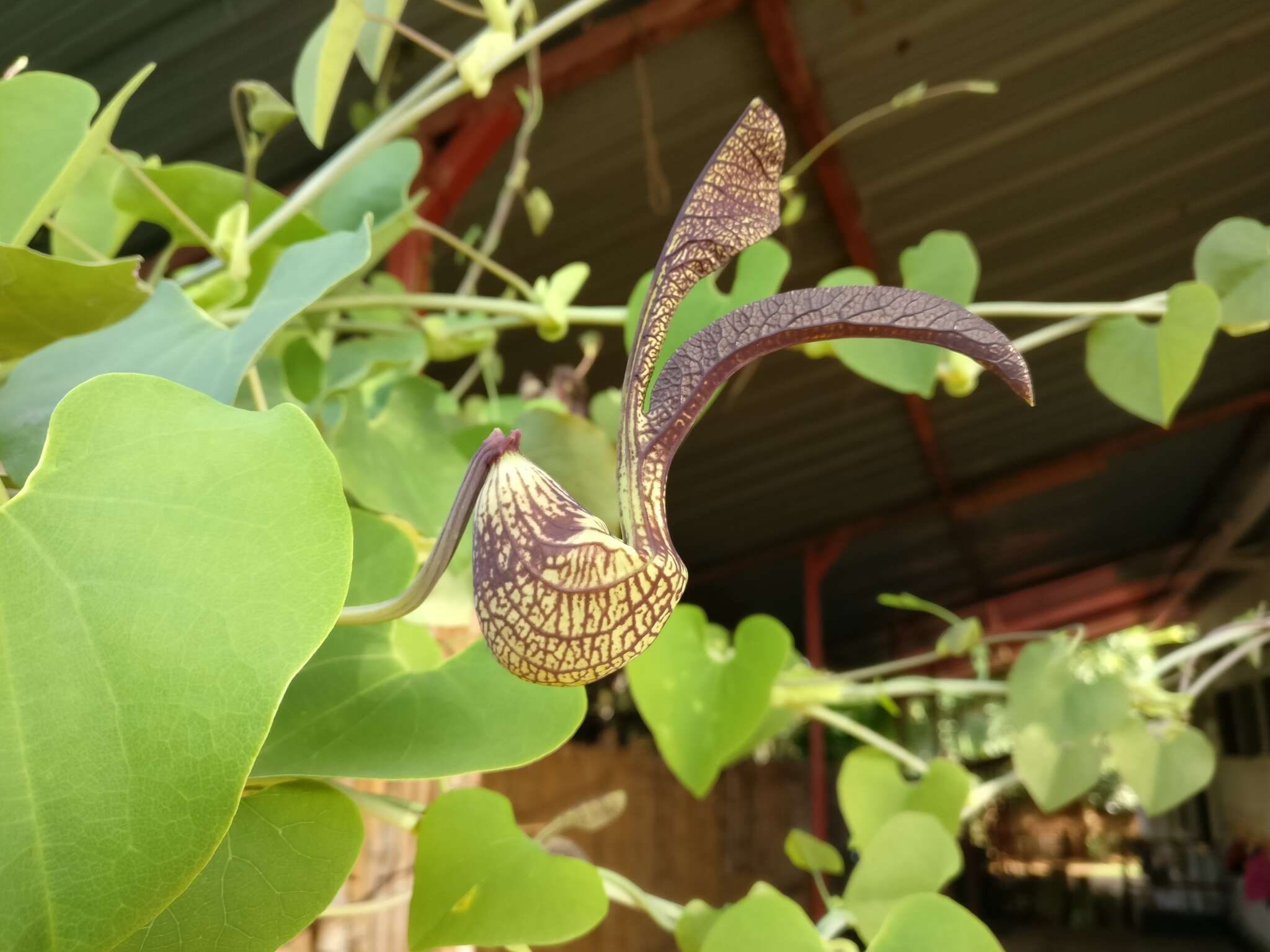 Image de Aristolochia ringens Vahl