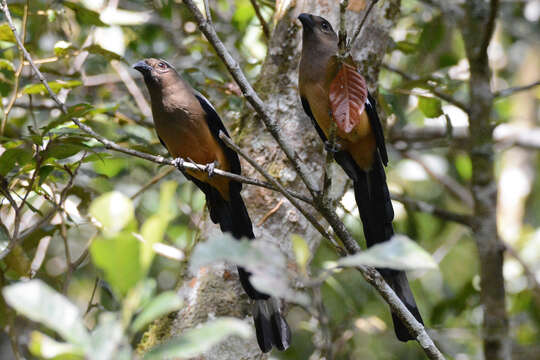 Image of Bornean Treepie