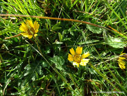 Sivun Dugesia mexicana (A. Gray) A. Gray kuva