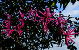 صورة Loropetalum chinense (R. Br.) Oliv.