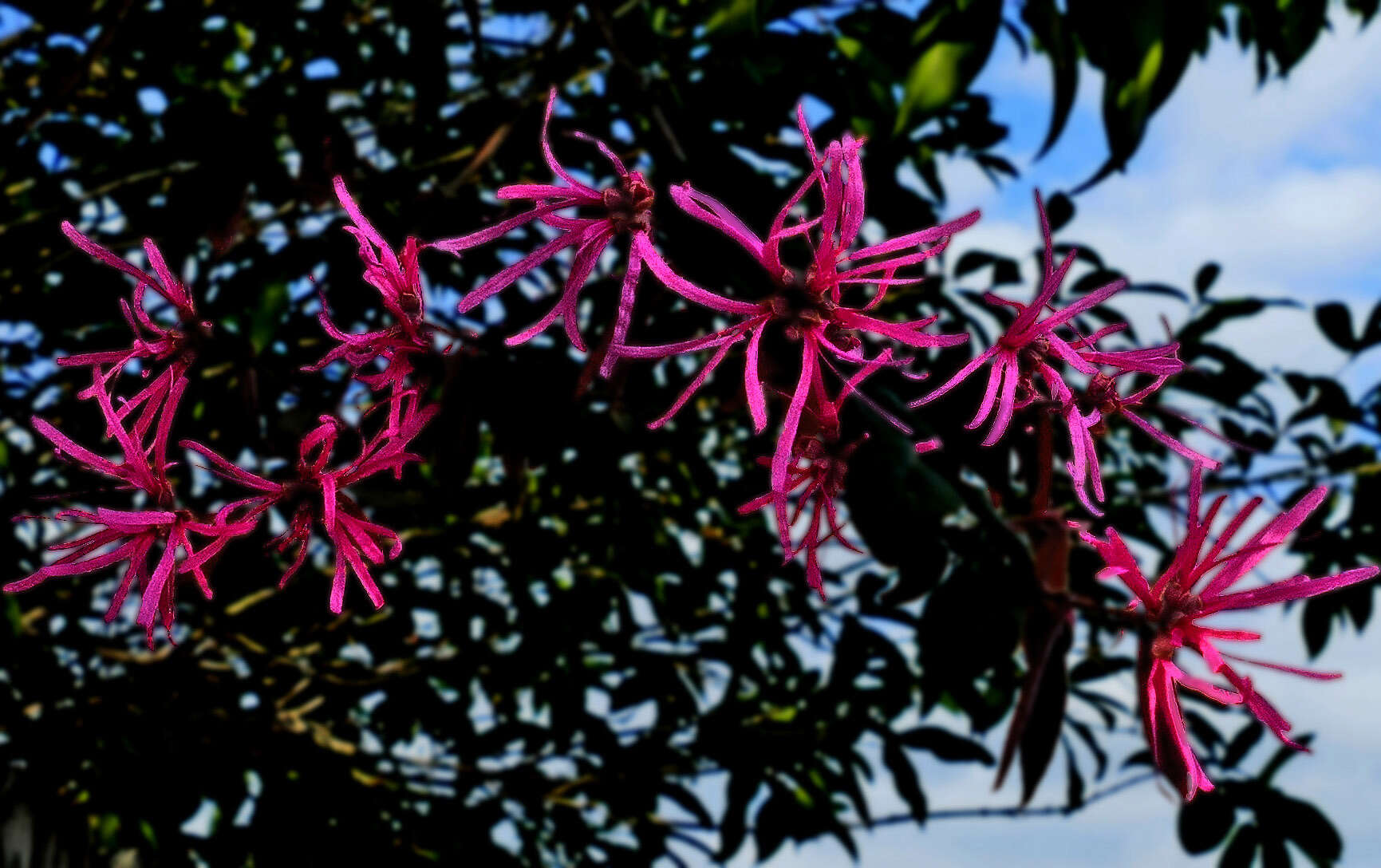 صورة Loropetalum chinense (R. Br.) Oliv.