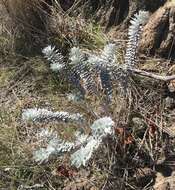 Image of <i>Acmispon argophyllus</i> var. <i>adsurgens</i>