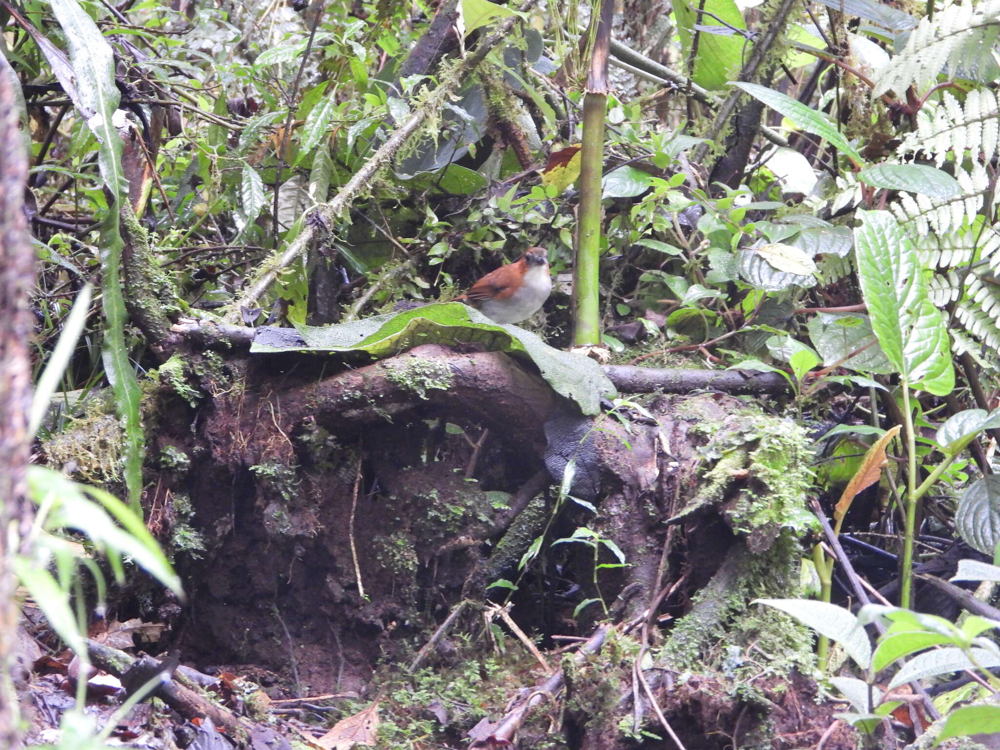 Image of White-bellied Antpitta