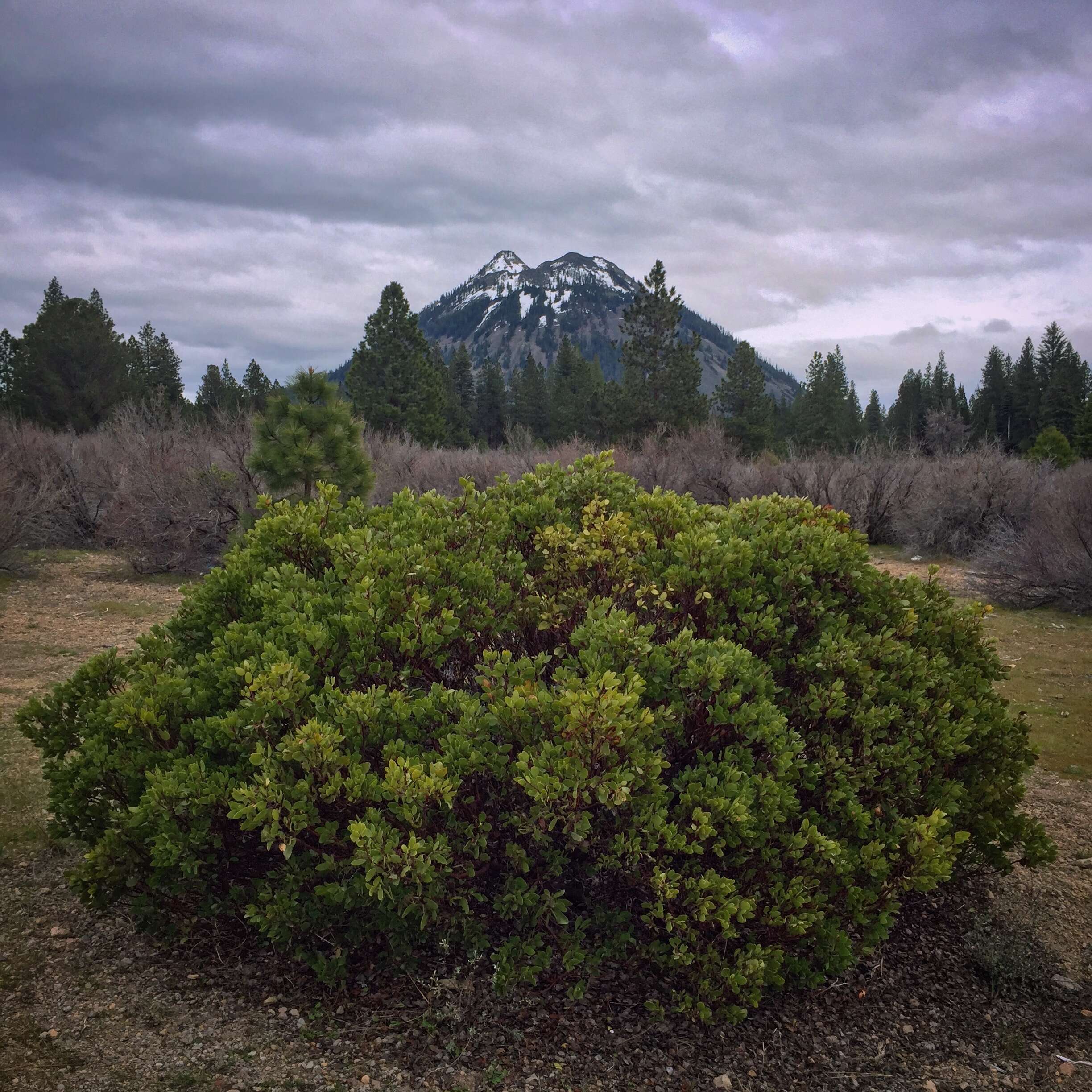 Image of greenleaf manzanita