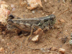 Image of Melanoplus kennicottii Scudder & S. H. 1878