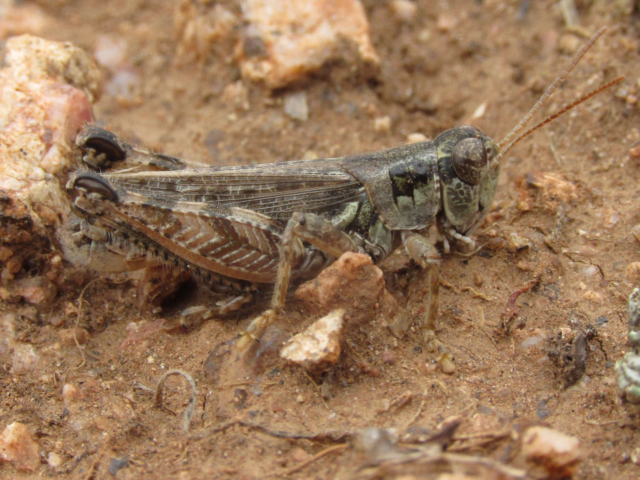 Image of Melanoplus kennicottii Scudder & S. H. 1878