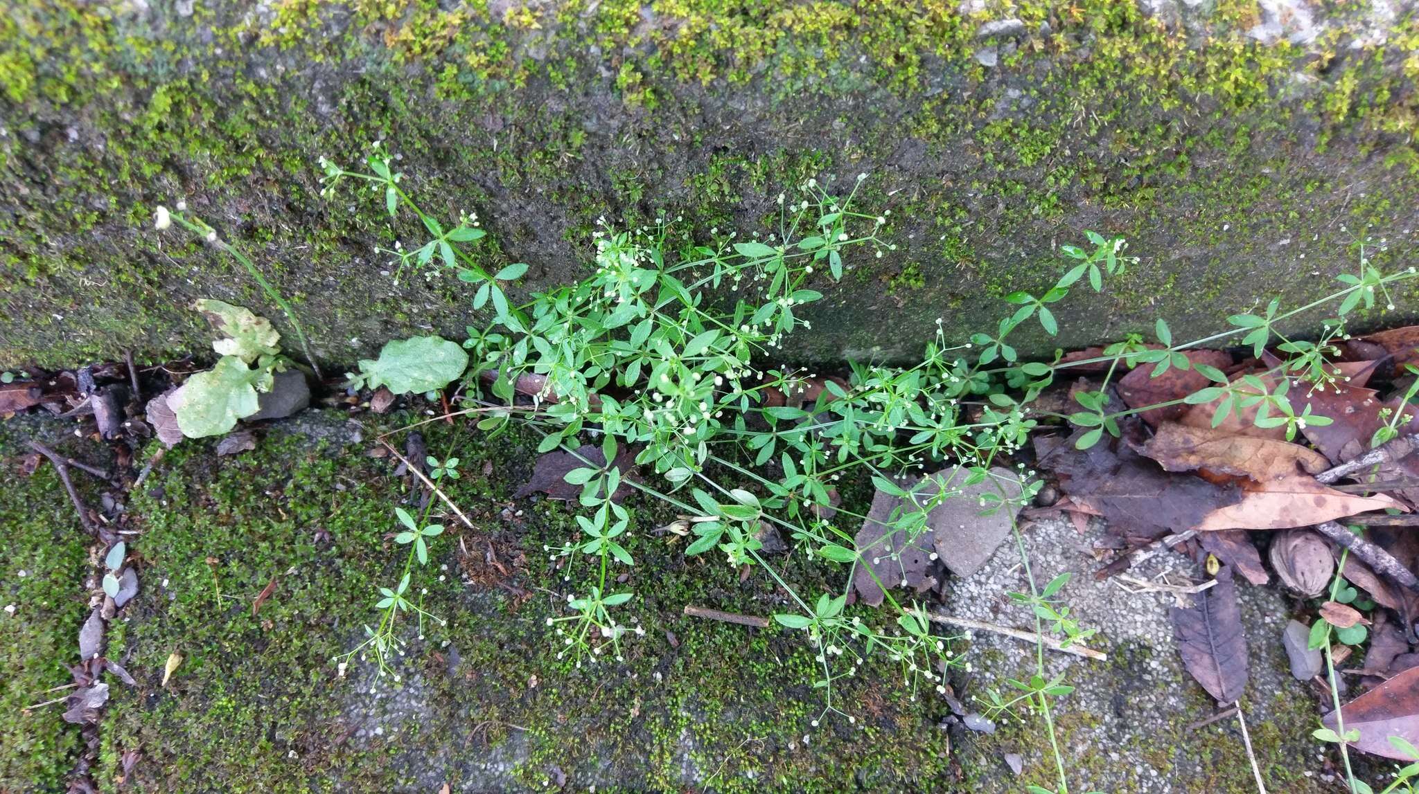 Plancia ëd Galium bungei var. trachyspermum (A. Gray) Cufod.