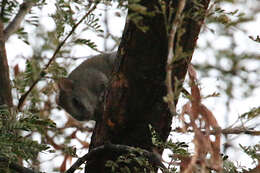 Image of Black-tailed Thallomys