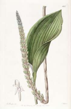 Image of Prescott orchids