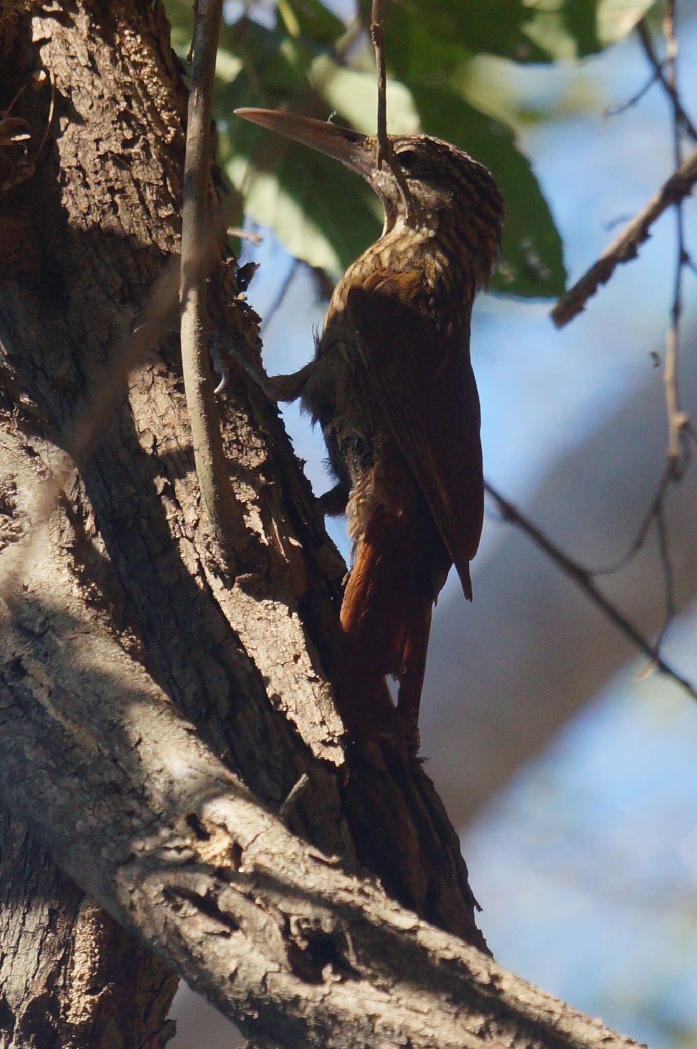 Imagem de Xiphorhynchus flavigaster Swainson 1827