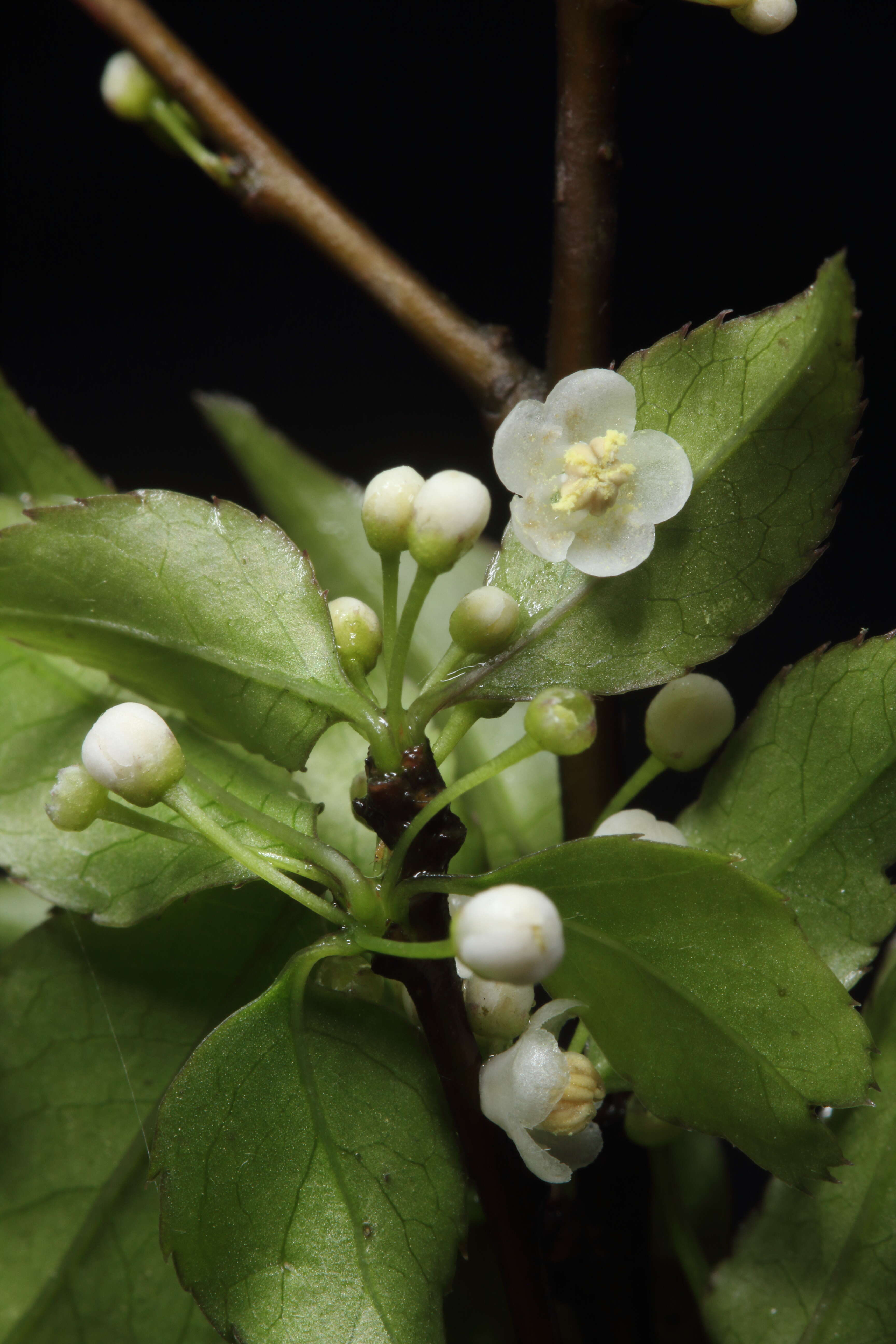 Image of Ilex asprella (Hook. & Arn.) Champ. ex Benth.