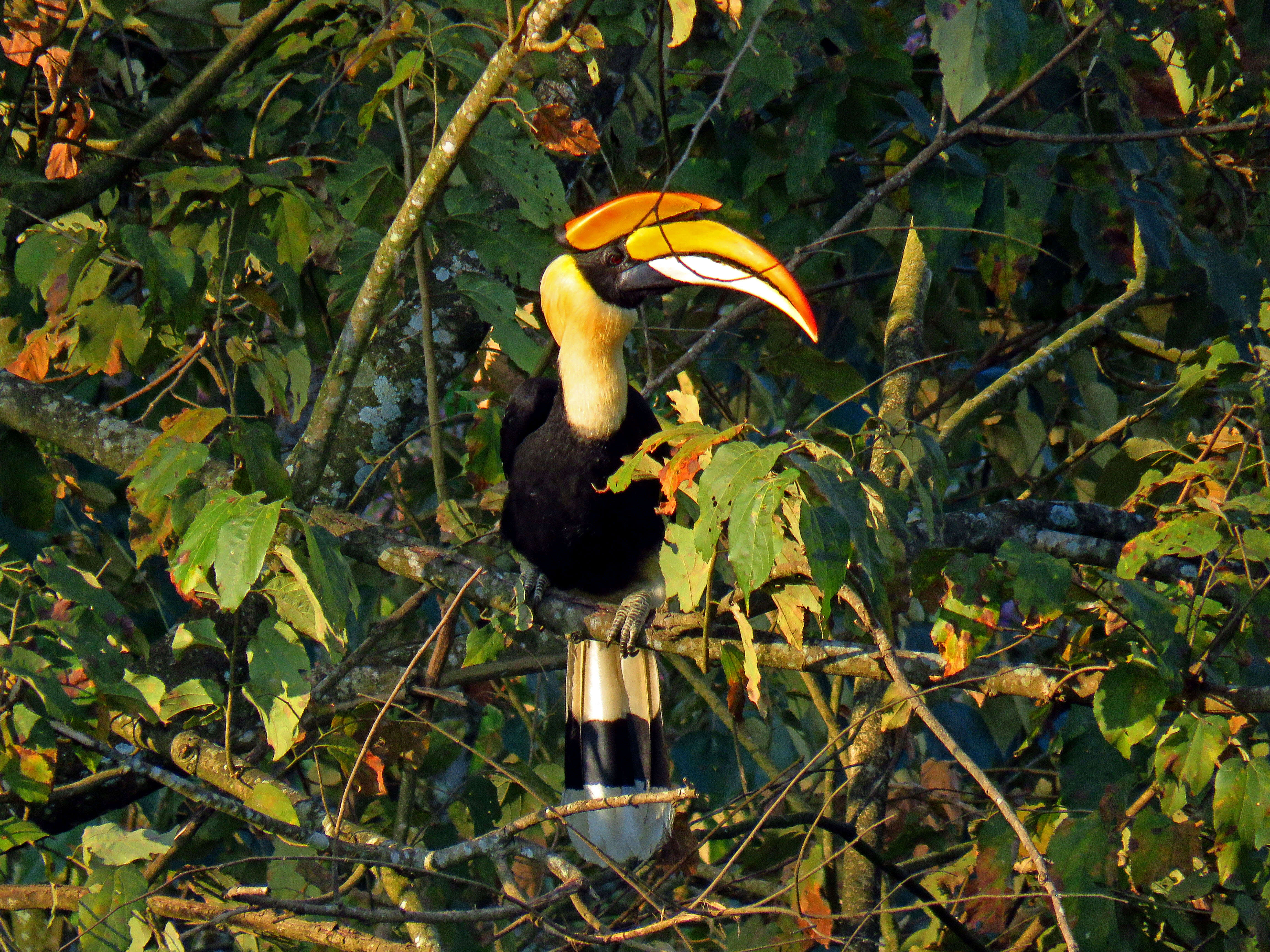 Image of Great Indian Hornbill