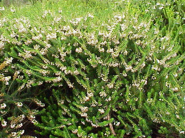 Image of Cornish heath