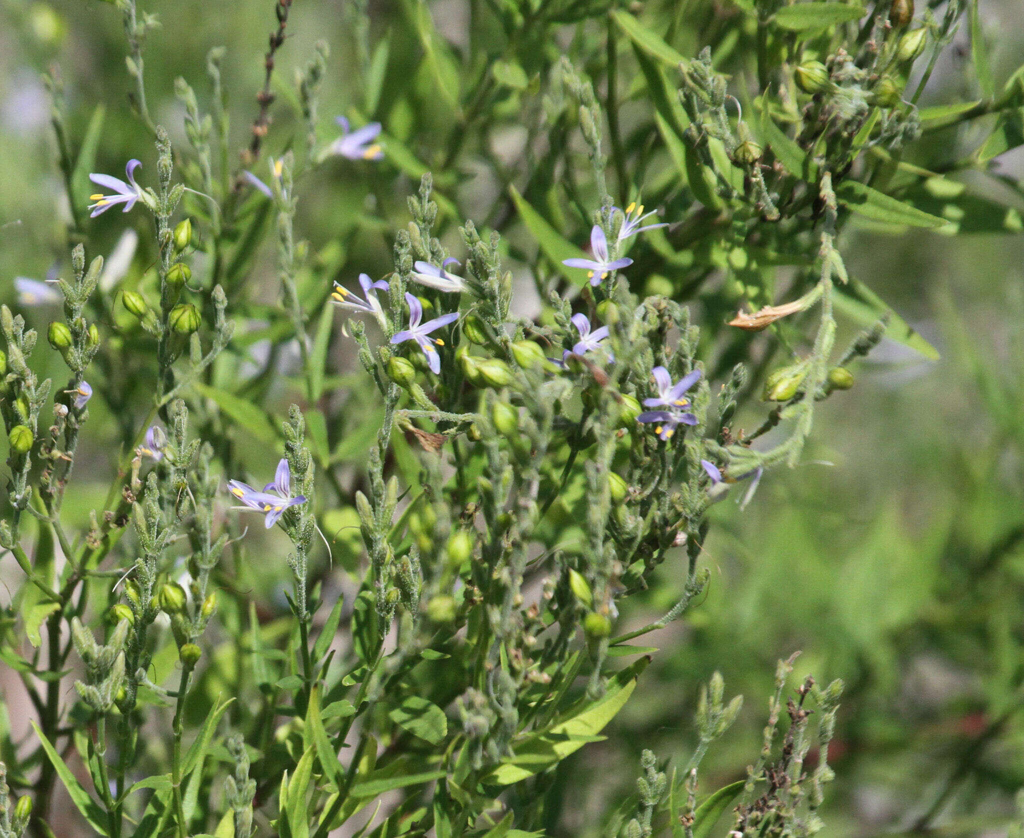 Image of smallflower wrightwort