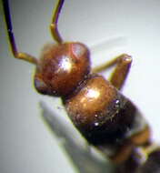 Systellonotus resmi