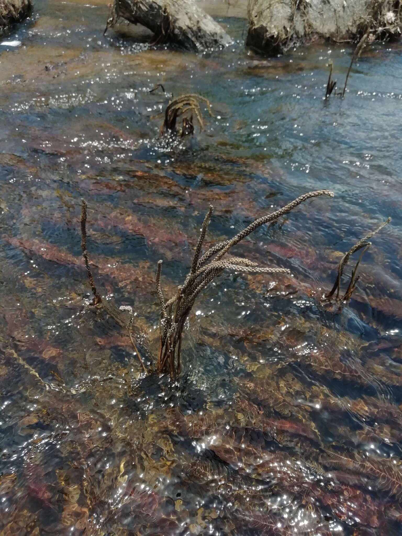 Image of Hydrostachys polymorpha Klotzsch