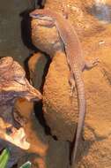 Image of Line-tailed Pygmy Monitor