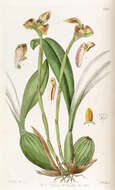 Image of Maxillaria obtusa (Lindl.) Molinari