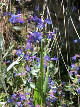 Image of low beardtongue