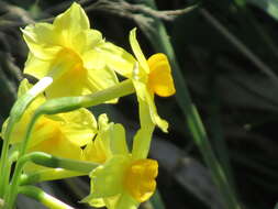 Image de Narcissus jonquilla L.