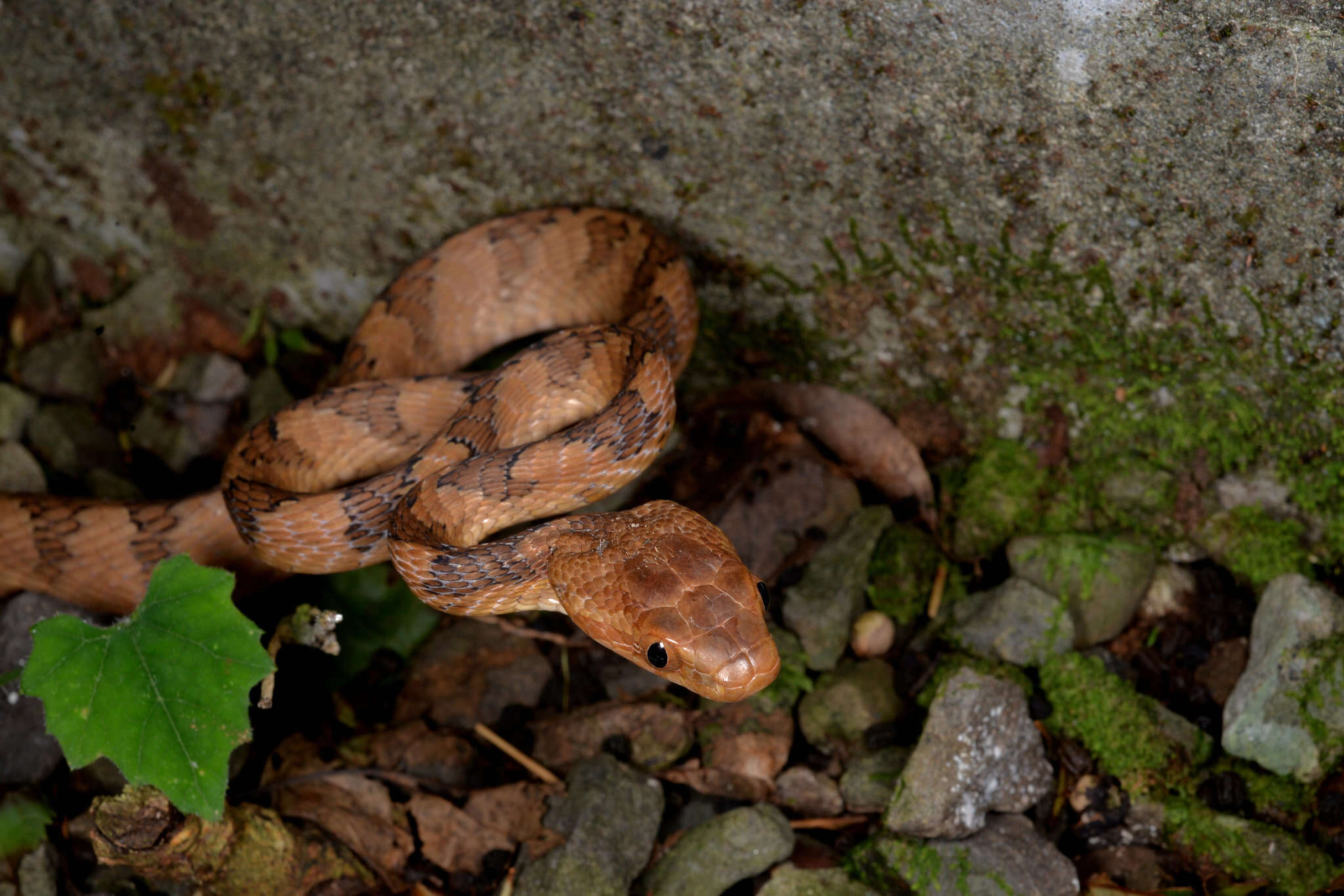 Image of Kelung Cat Snake