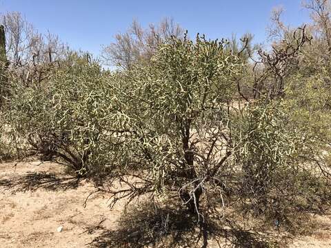 Image of Pencil Cholla