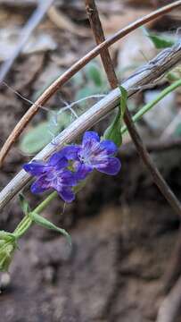 Sivun Penstemon humilis subsp. obtusifolius (Pennell) D. D. Keck kuva