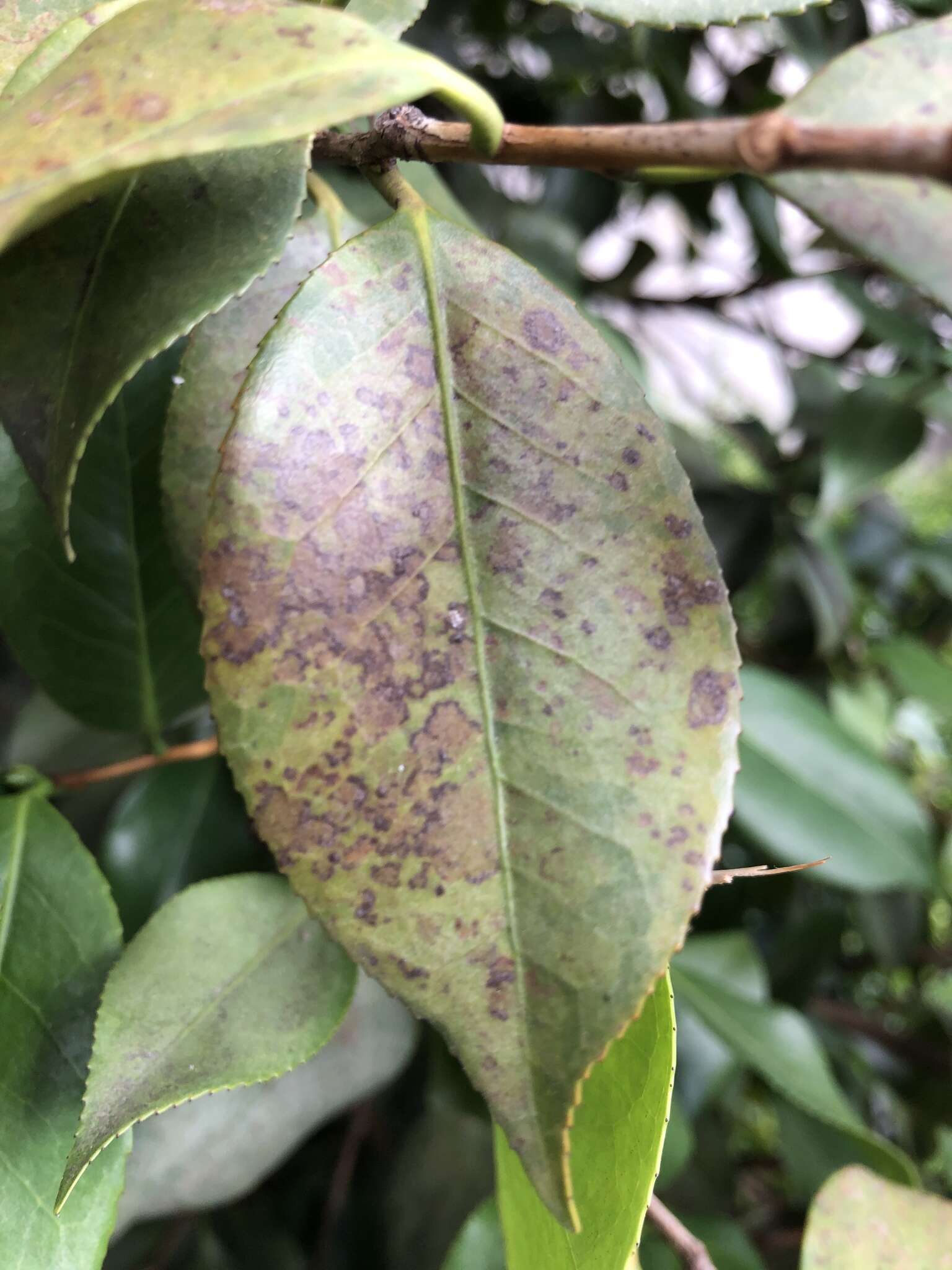 Image of Phyllosticta camelliae Westend. 1867