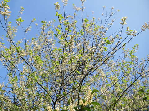 Image of goat willow