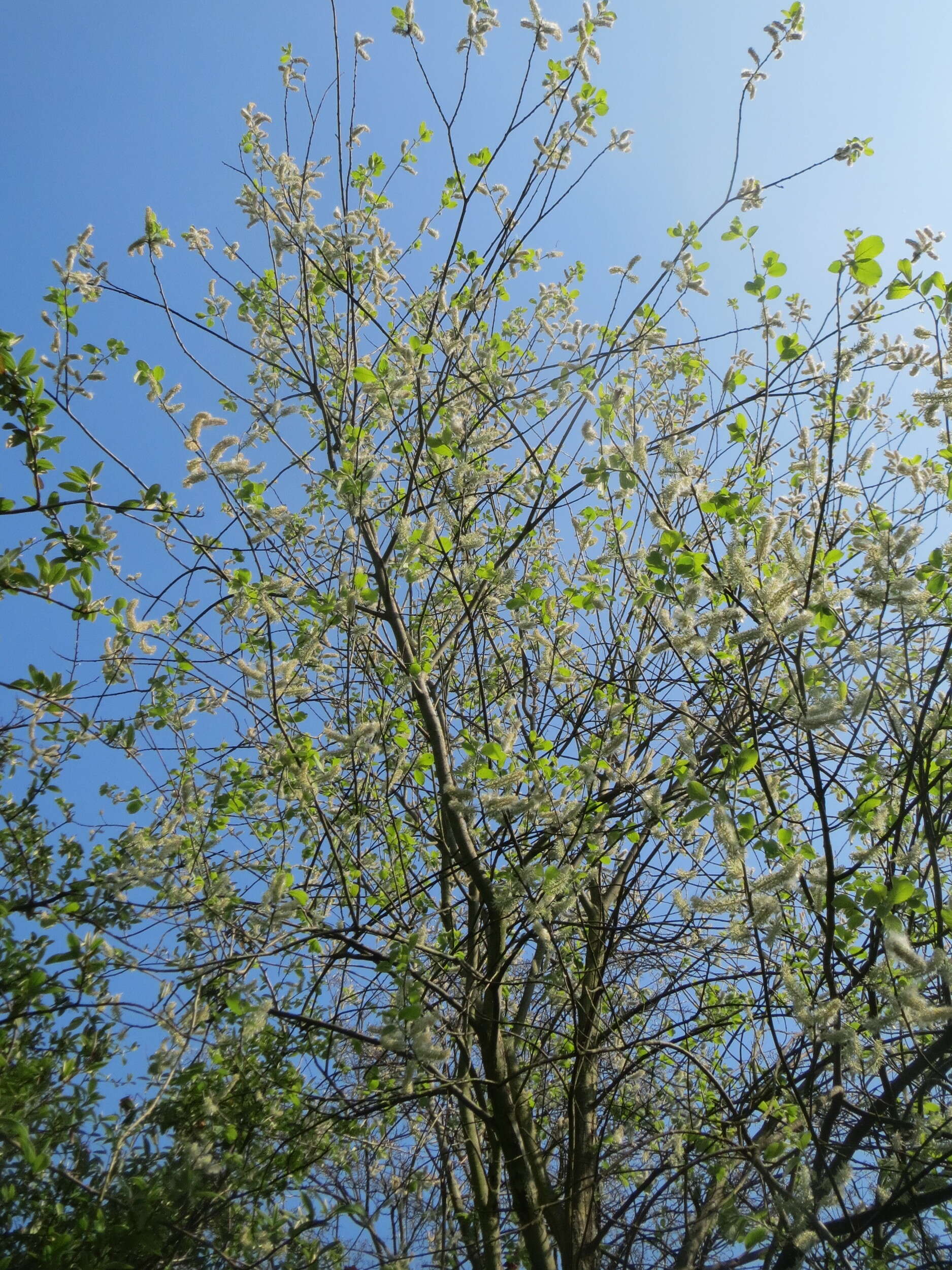 Image of goat willow