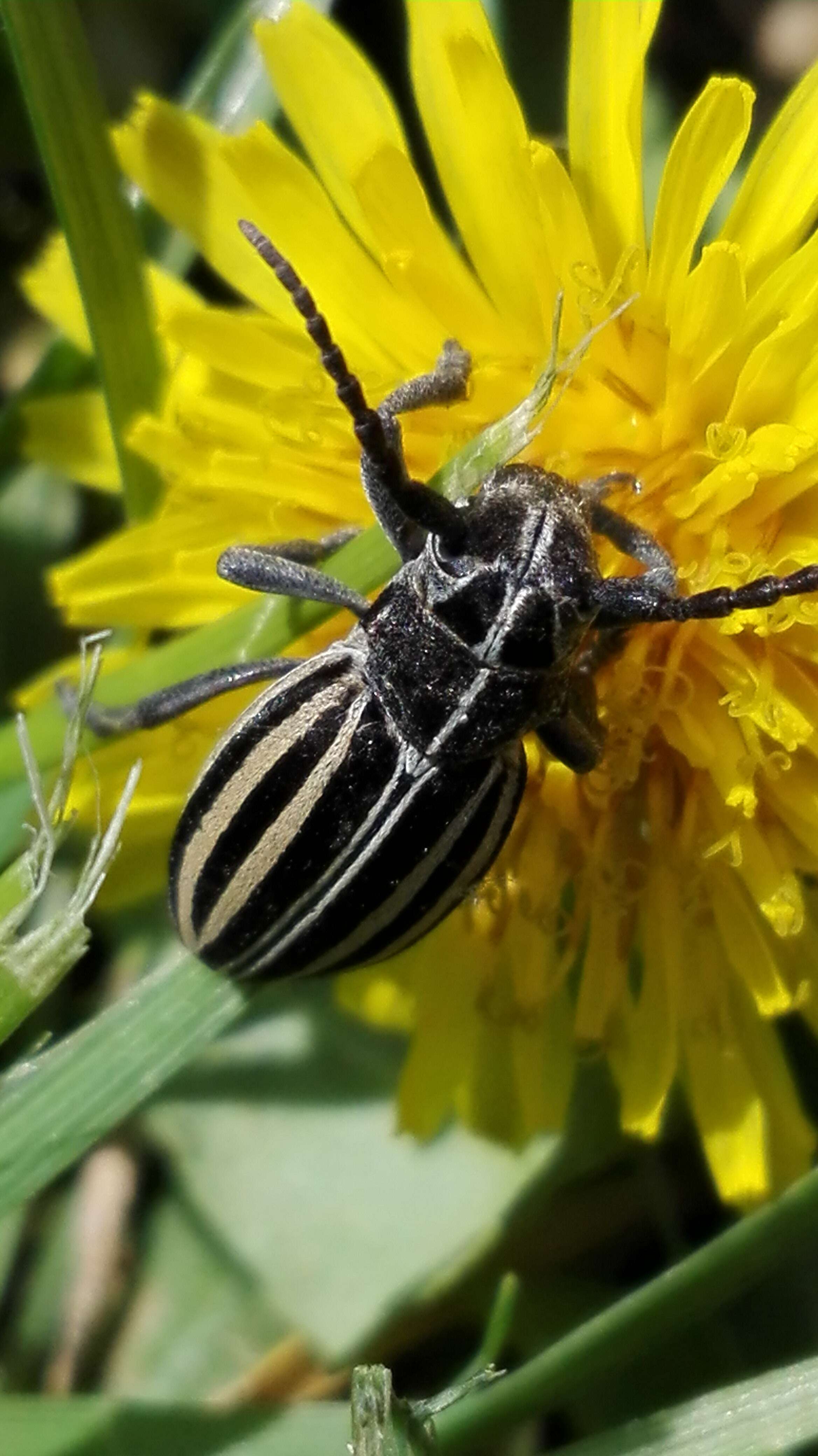 Image of Dorcadion (Cribridorcadion) scopolii (Herbst 1784)