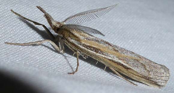 Image of Woolly Grass-veneer Moth